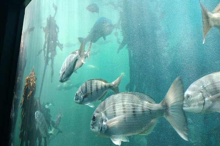 Ocean Aquarium and Harbour Cruise Tour with Transportation