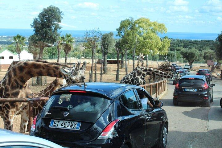 ミニバンで行くサファリ動物園アドベンチャーとオストゥーニ観光