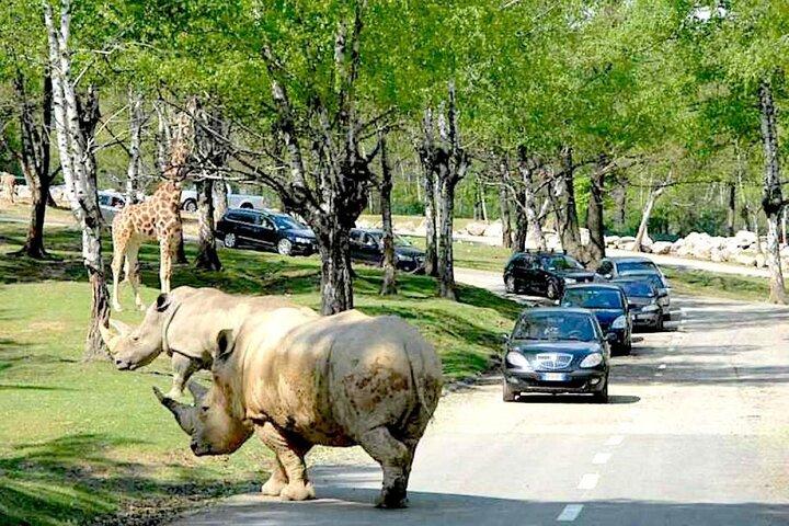 ミニバンで行くサファリ動物園アドベンチャーとオストゥーニ観光