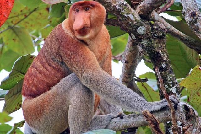 Monos narigudos