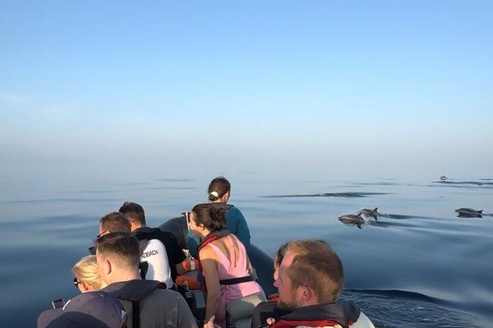 Sunset Dolphin Watching with Marine Biologists
