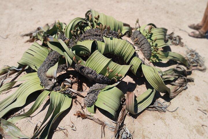 ウォルビス湾とスワコプムンドの宝:ナミビアの海岸の見どころ