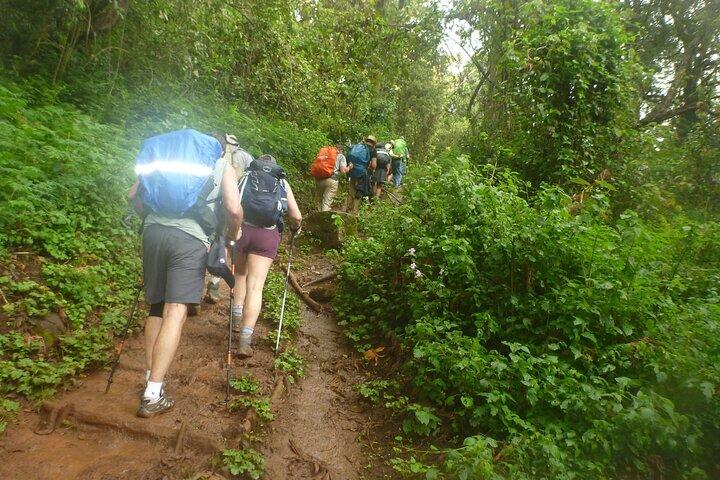 6 dagars privat Machame Route Tour