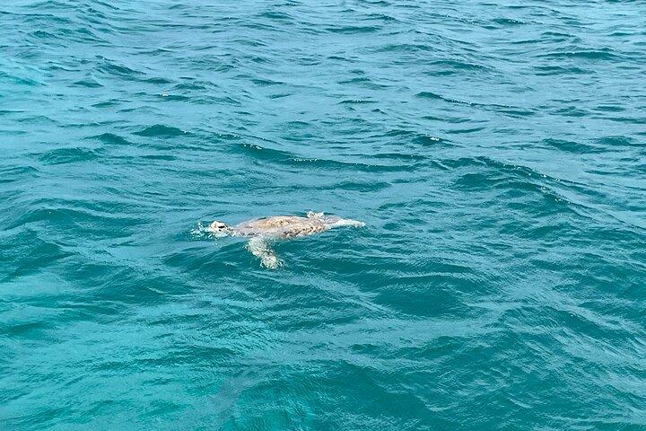 Aruba Private Sunset Tour Snorkeling Turtles and Cheese Platter