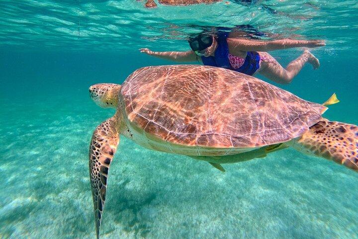 Tulum Ruines Snorkel avec tortue marine et Cenotes Private Tour