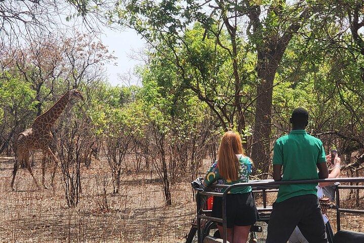 Safari eventyr på Fathala Wildlife Reserve i Senegal