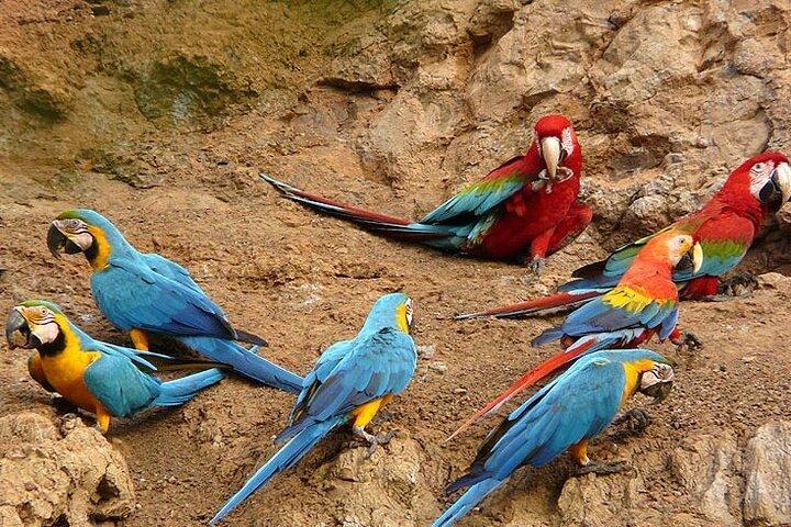 Collpa Chuncho 3 dagen : Het grootste Macaw spektakel in Tambopata