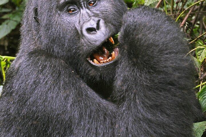 2 Tage Gorilla Trekking Uganda ab Kigali