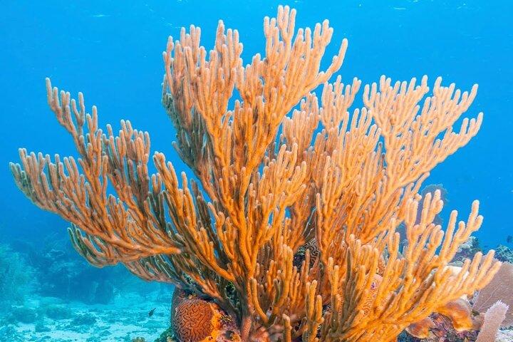 Bedste snorklingoplevelser i Puerto Morelos Reef