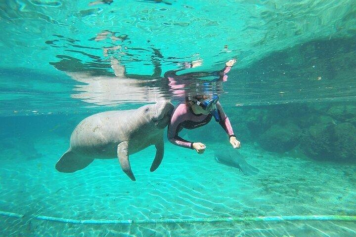 3 timmars guidad Manatee Snorkel