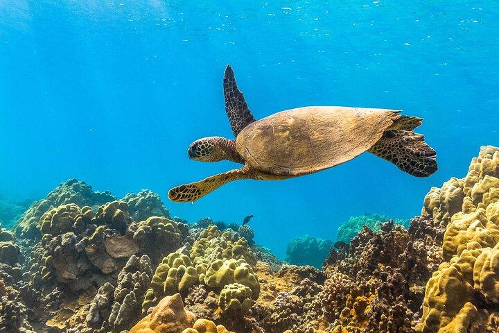 マウイ島シュノーケルとサンセットセイル