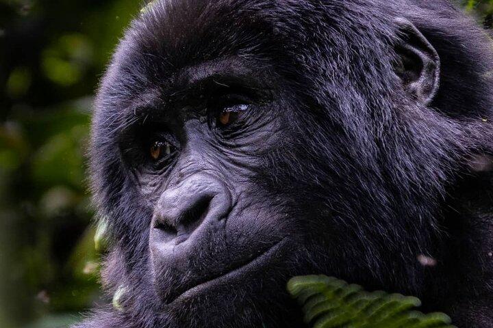 3 Dias 2 Noites Gorilla Tracking Parque Nacional Bwindi Impenertrable