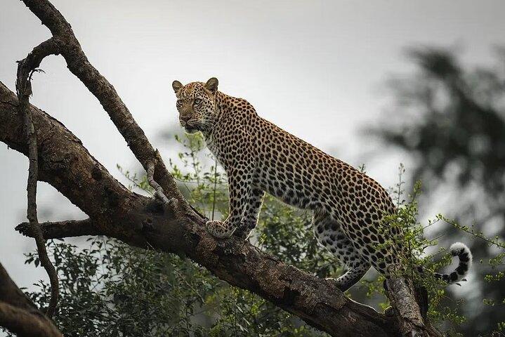 Visite privée de 7 jours Parc national au Rwanda
