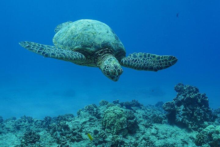 2 Stunden Big Island Delfinbeobachtung und Meeresschildkröten Schnorcheltour