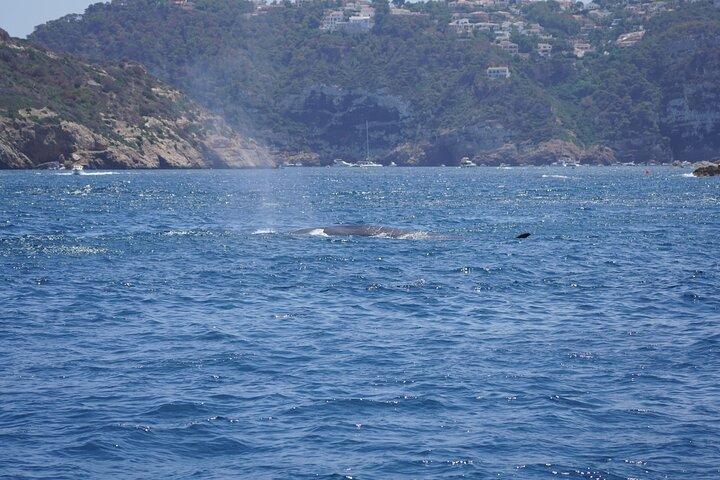 Lille gruppe Dolphin Sunset Tour på elektrisk sejlbåd Denia