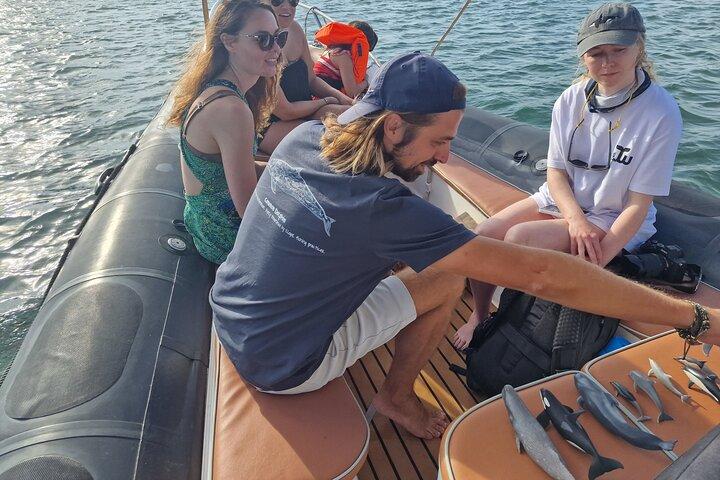 Tour con delfines en grupos pequeños en barco híbrido en Sotogrande