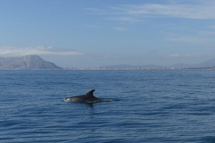 Tour con delfines en grupos pequeños en barco híbrido en Sotogrande