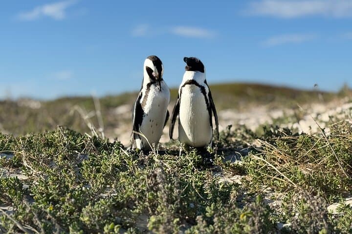 Cape Peninsula Cape of Good Hope and Penguins Tour in Cape Town