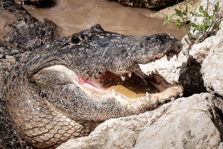 Miami: Everglades Airboat, Wildlife Refuge, with free transport