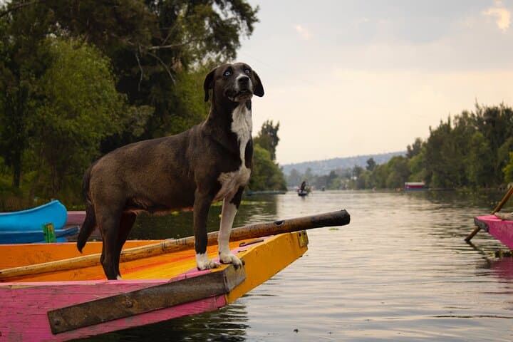 Xochimilco BOAT LIGHT PARTY WITH 1 DRINK AND 4 TAQUITOES + 18