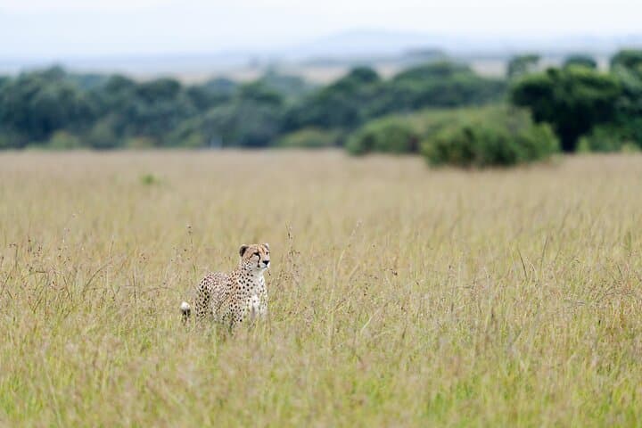 7 Day Kenya Safari Amboseli Naivasha Nakuru Mara