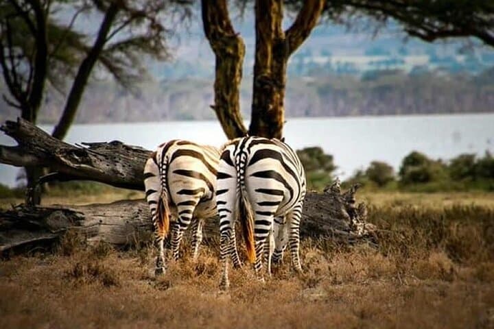 Half Day Nairobi National Park Experience