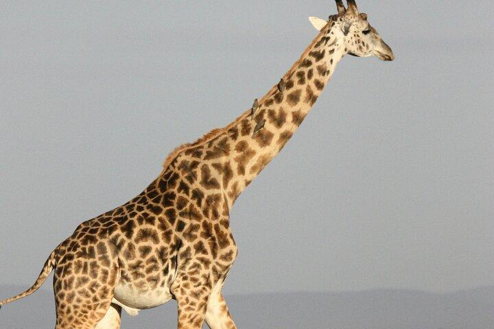 6 giorni 5 notti Budget Group Safari Experience