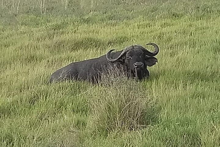 Half Day Nairobi National Park Experience