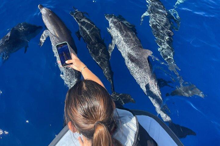 Whale and Dolphin Watching Tour from Funchal