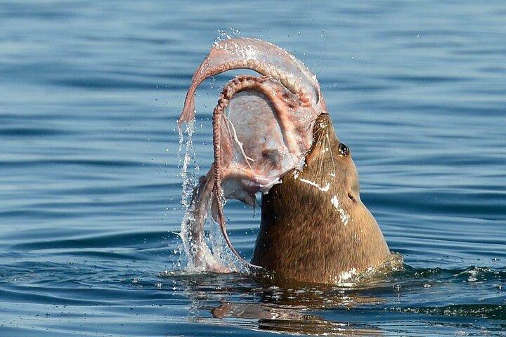 Private Boat Charter udforske Southern Gulf Islands Tour