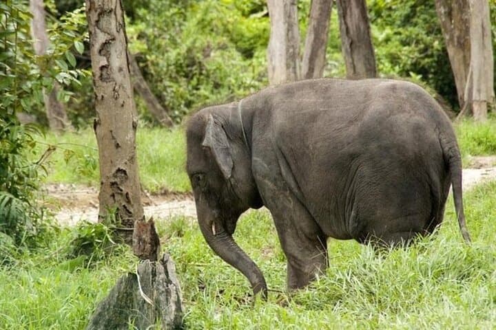 Full Day Elephant Sanctuary Tour with lunch Local food