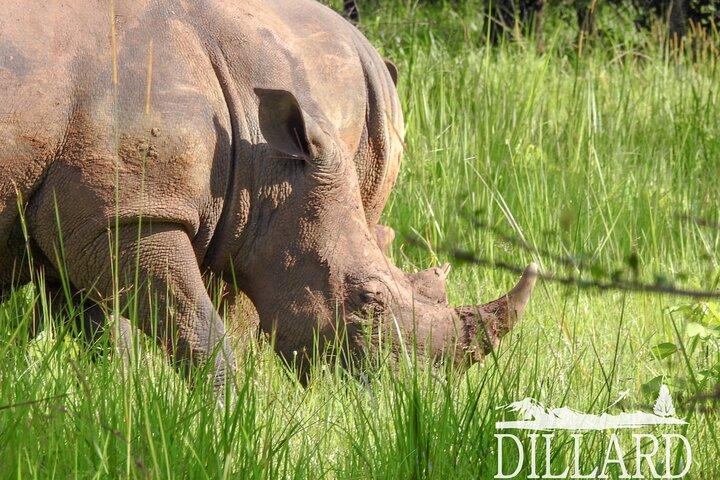 1-dags Budget Rhino Trekking ved Ziwa Rhino Sanctuary