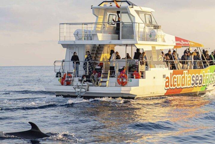 Delfin eventyr: Hurtig båd delfinovervågning på Mallorca