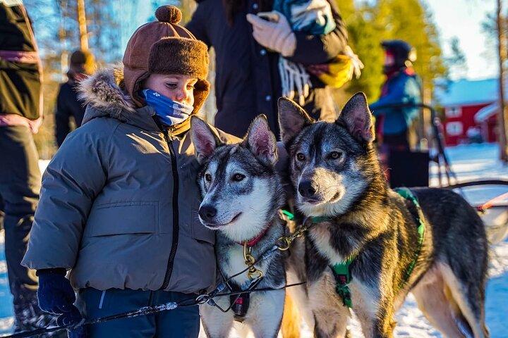Arctic Husky Adventure in Rovaniemi
