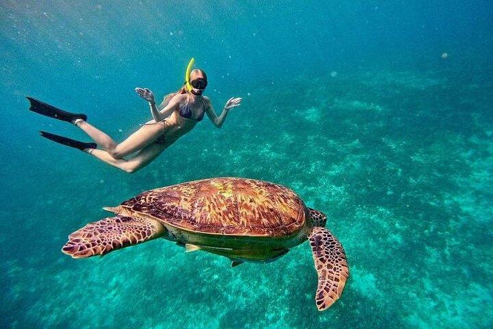 Gili Trawangan : Privat snorkling med 3 platser eller 4 platser