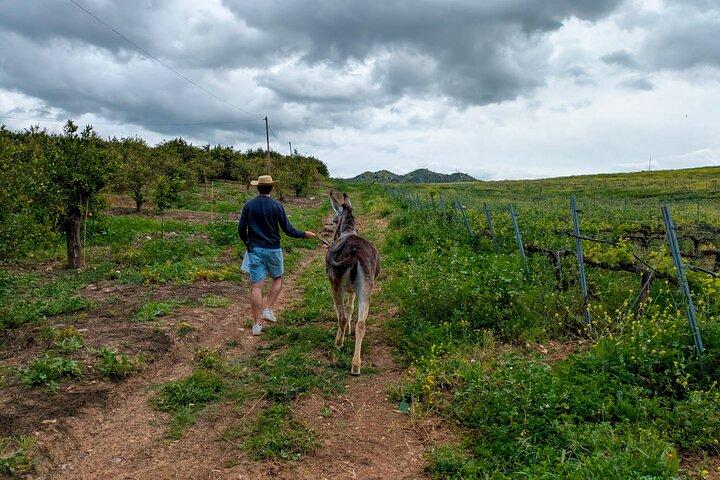 Málaga Small‑Group Wine Tour – Álora Castle Views & 4 Tastings