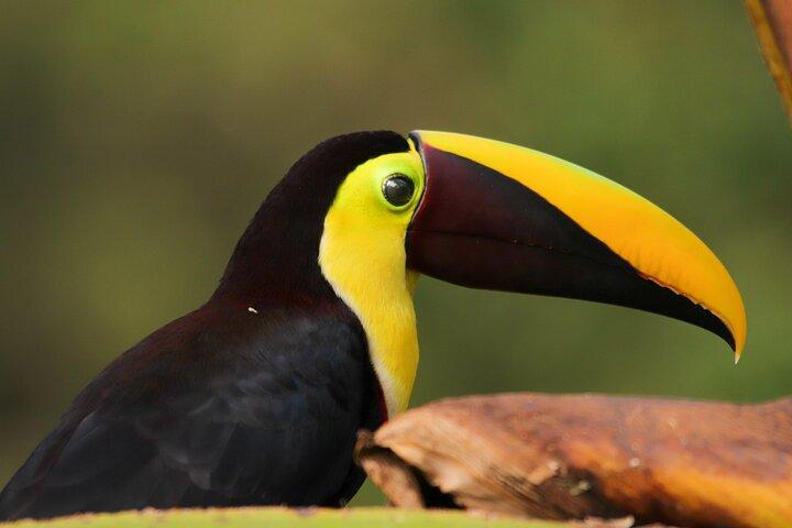 Rio Celeste Full Day Tour with Coffee and Chocolate Experience