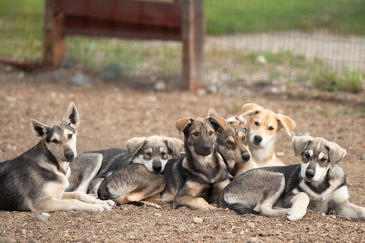 フェアバンクスでのビールと子犬のガイド付き 1.5 時間体験