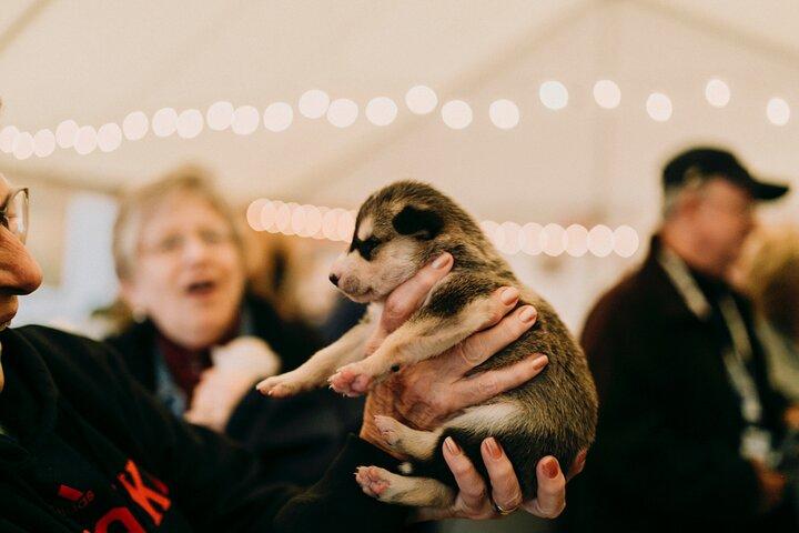 フェアバンクスでのビールと子犬のガイド付き 1.5 時間体験