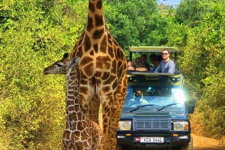Nairobi National Park Half Day Tour with Jeep with Pickup