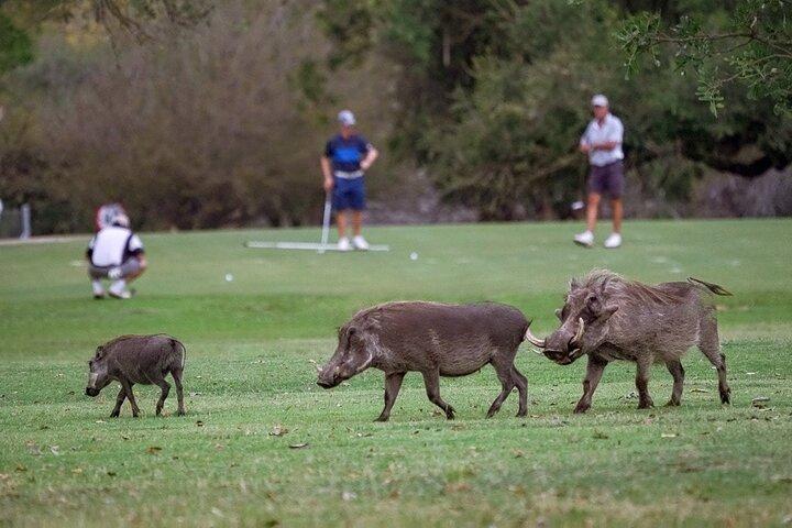 Kruger Park Safari et Skukuza Golf Experience
