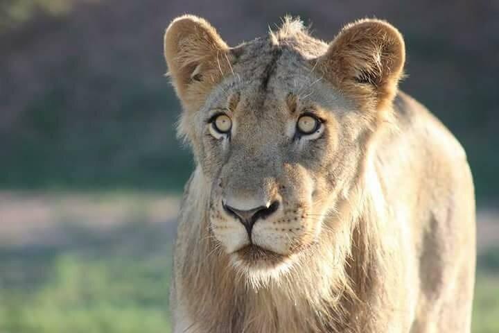 Kruger Park Safari et Skukuza Golf Experience