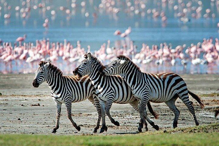 日帰りアルーシャ国立公園オプショナルカヌー&ウォーキングサファリ