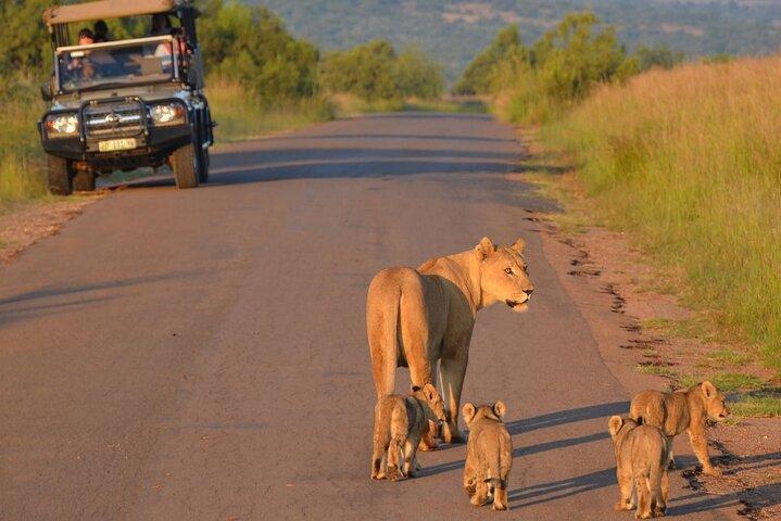 Pilanesberg Gedeelde Transfer en 3 uur Safari