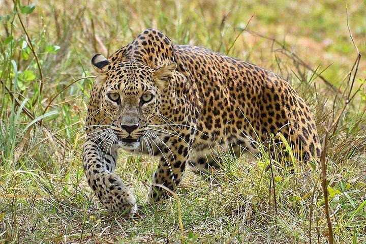 Excursão Yala Mk Safari e serviço de táxi