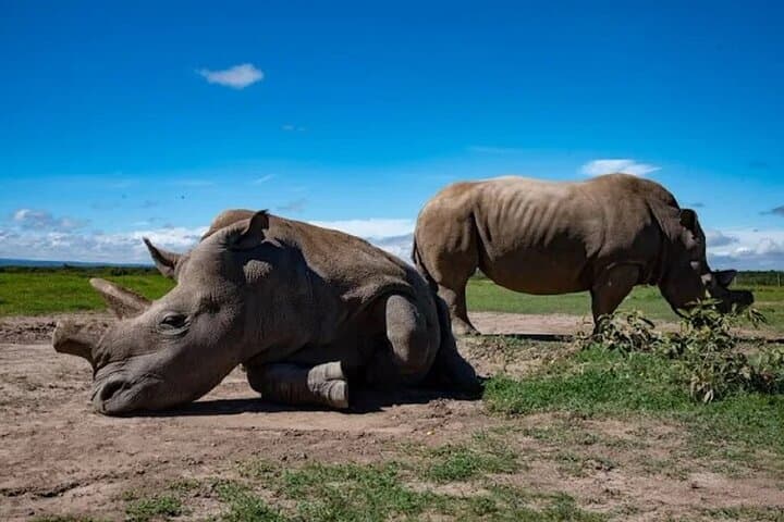 Nairobi: Ol Pejeta Conservancy Day Trip with Game Drives