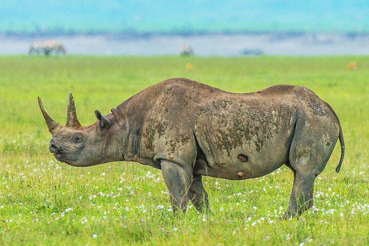 3-dages Serengeti og Ngorongoro Safari med guide