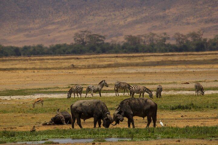 3-dages Serengeti og Ngorongoro Safari med guide
