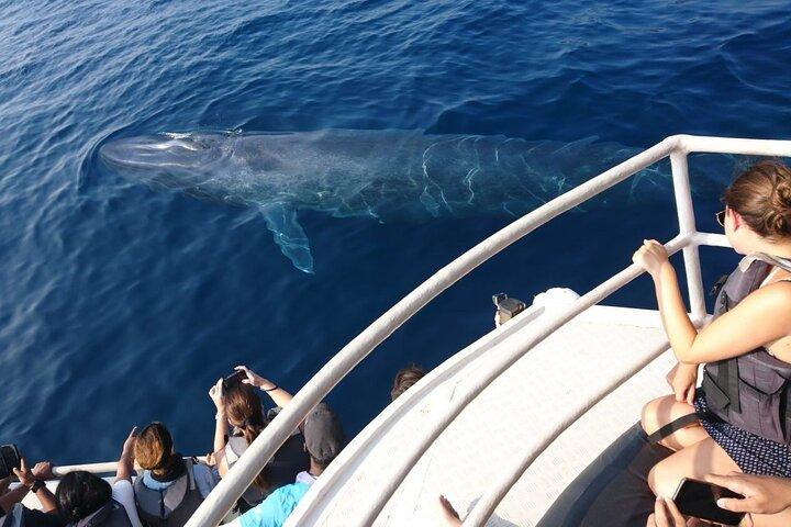 Mirissa Whale & Dolphin Observer Croisière avec Geeth’s Crew