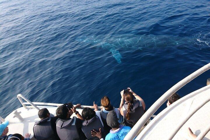 Mirissa Whale & Dolphin Observer Croisière avec Geeth’s Crew